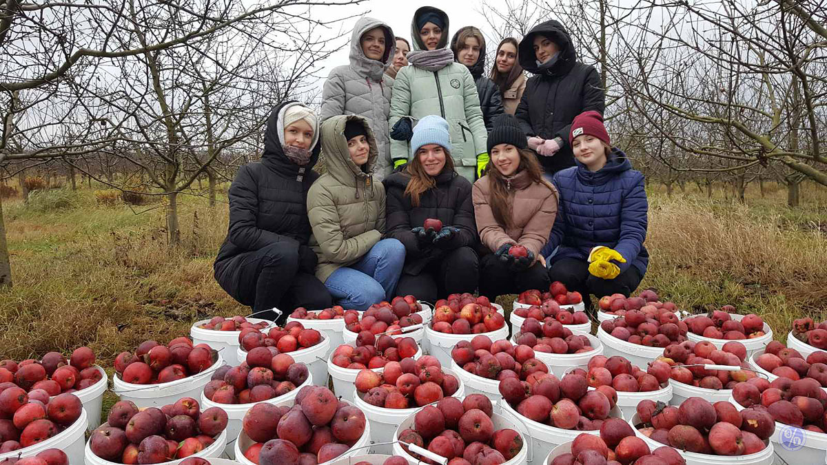 БГЭУ: Новости - Студенты БГЭУ собрали урожай яблок